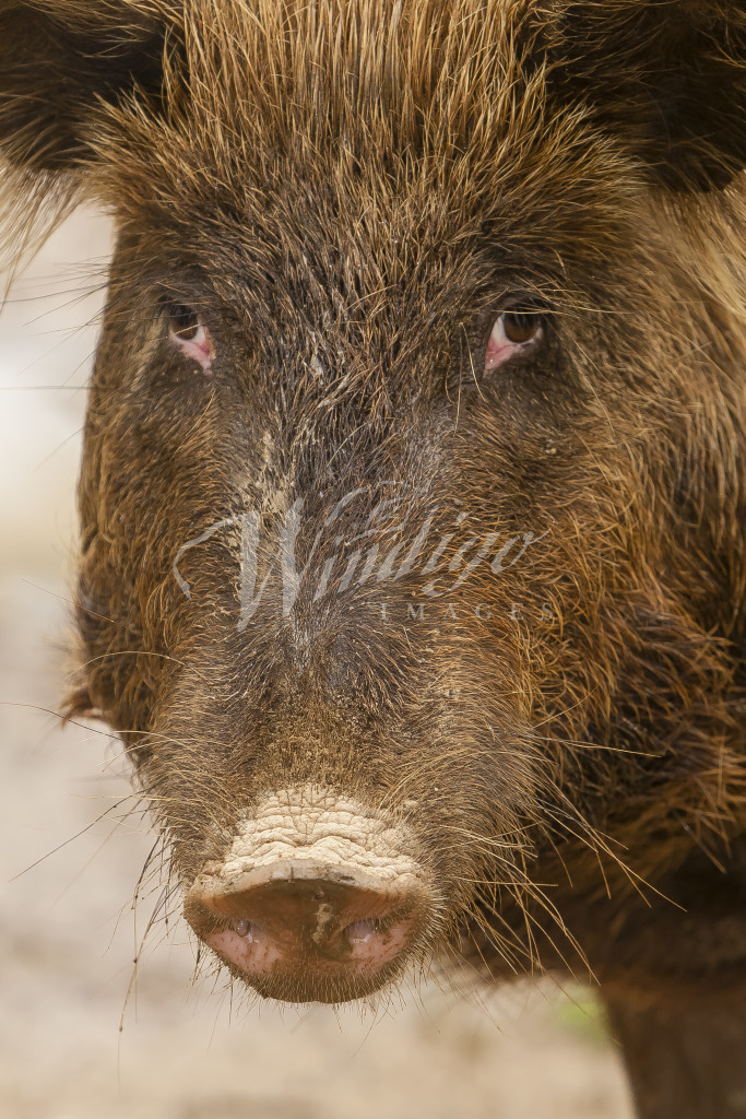 how do hogs at night look eyes