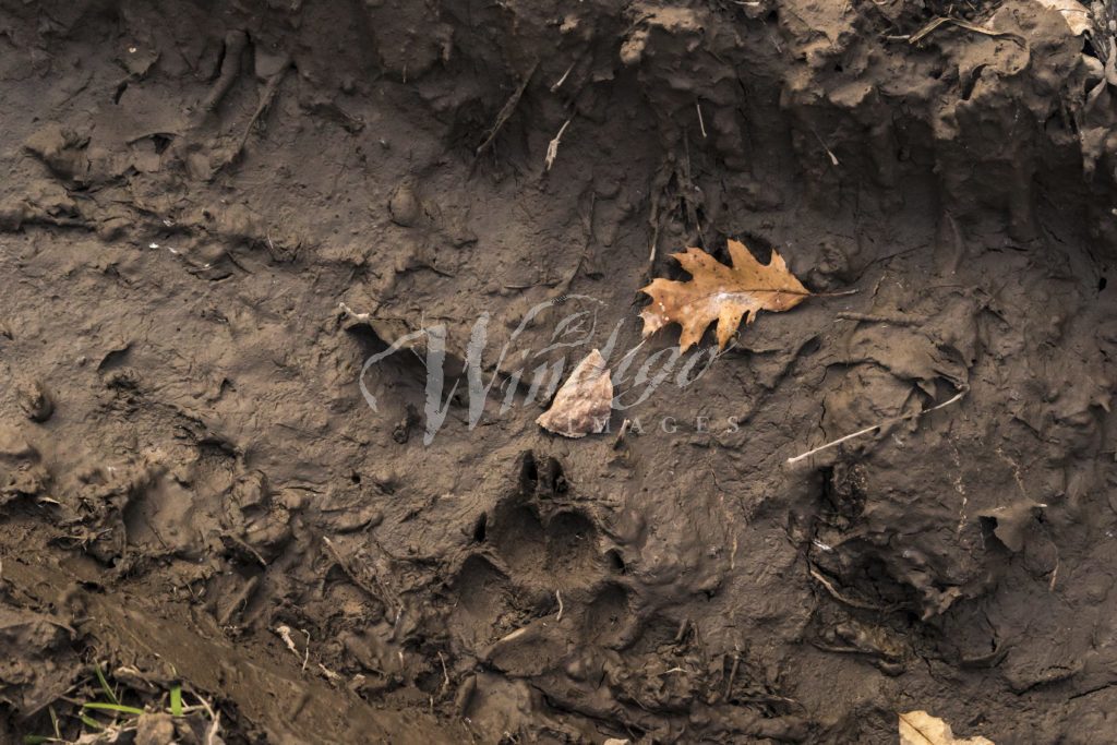 wolf paw print in mud