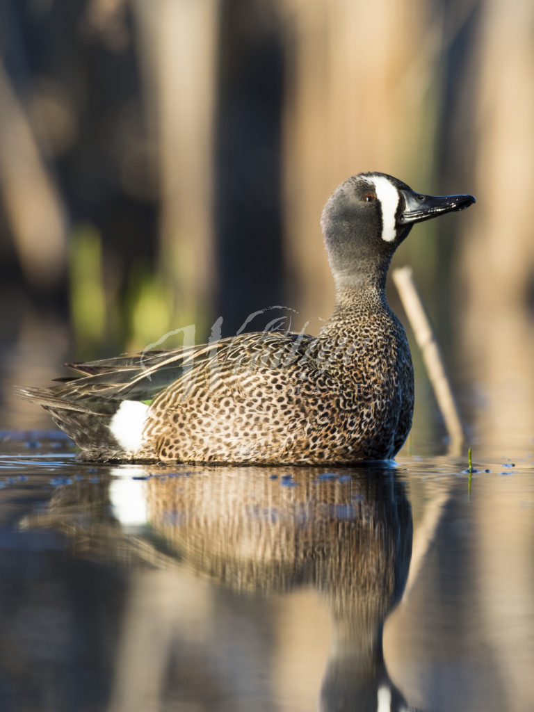 A DRAKE BLUE WINGED TEAL - Windigo Images Photography